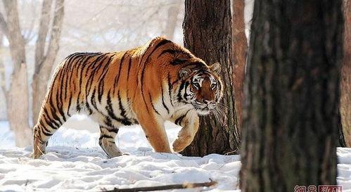 韩国新闻爆料东北虎,东北虎神秘生成引发关注